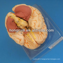 ISO Advanced Brain Anatomical model, 3D brain model